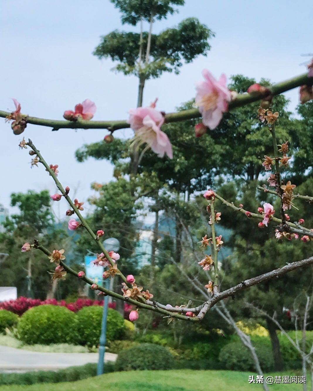 《桃花源记》人间仙境：芳草鲜美，落英缤纷