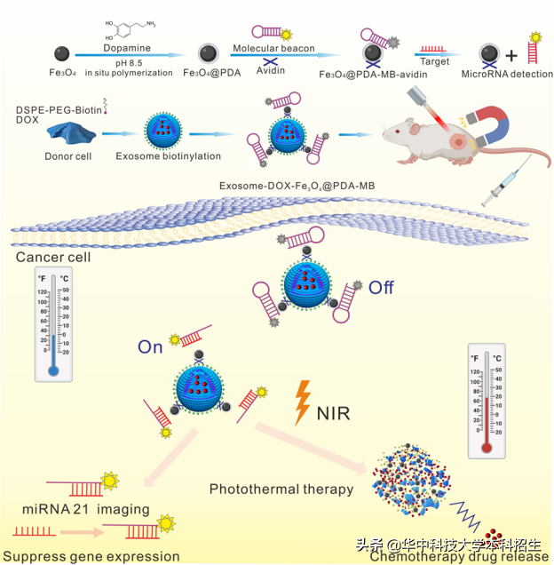国际关注！华中科技大学“新技术”，有望为实现精确癌症诊断提供新思路！