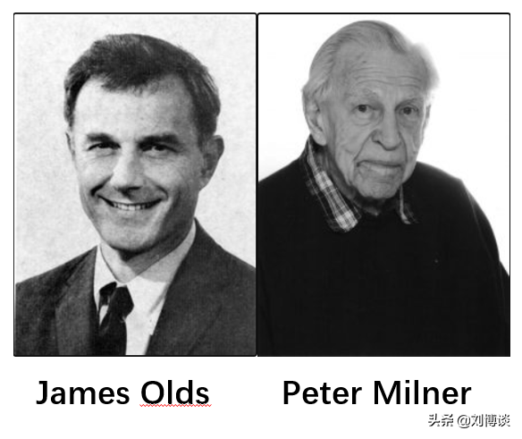 How crazy do rats become when they put on the "happy button"? How crazy do  mice become when they put a "happy button" on a failed experiment? Jarry -  Does the owner