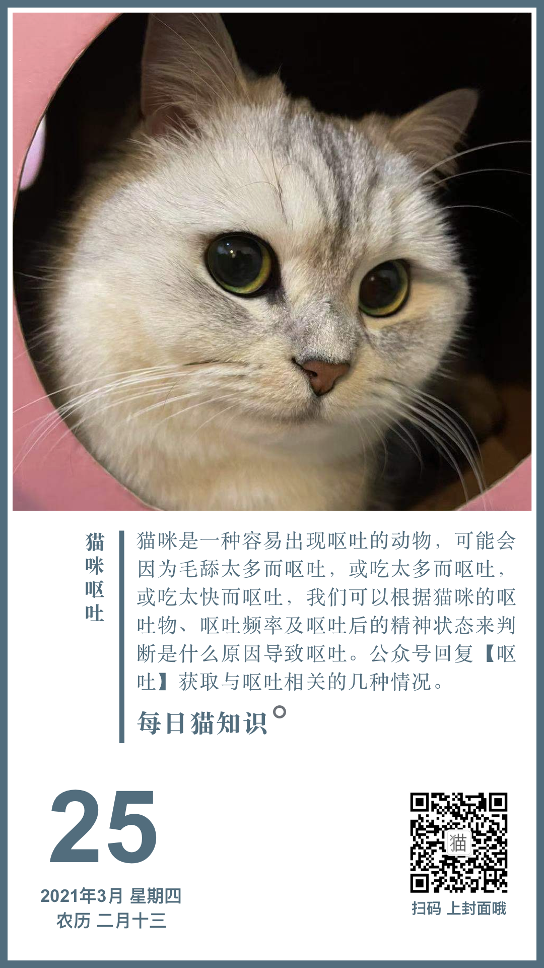 猫咪吐血水的原因及处理方法指南