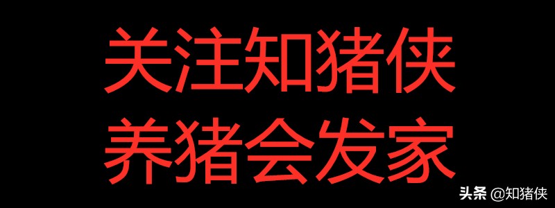 猪“高热类”病的两个治疗误区，不是这病难治而是没用对方法