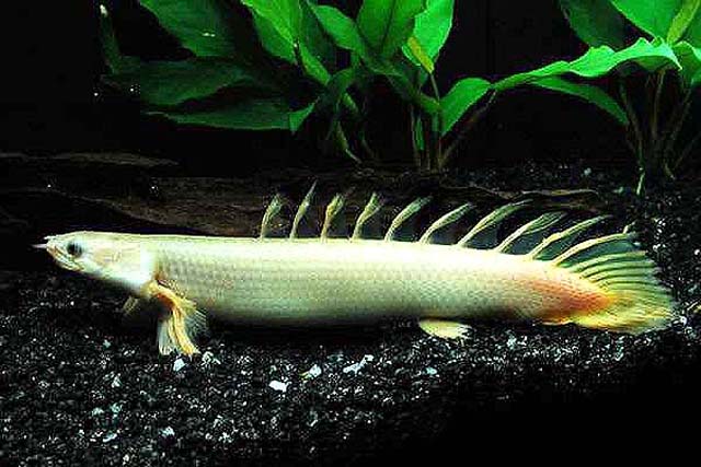 活到现在的远古鱼,鱼类中的神兽,它有一个霸气的名字—九节龙鱼