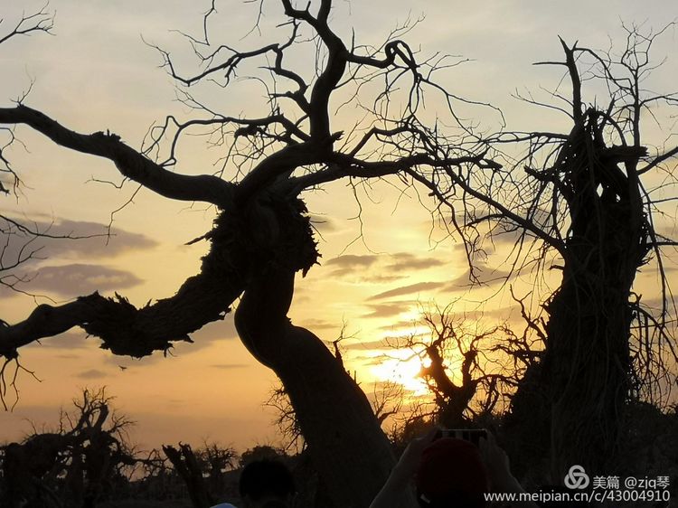 2019西北行｜胡杨：生而千年不死，死而千年不倒，倒而千年不朽
