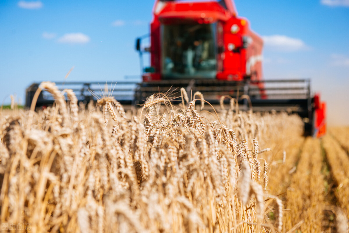 小麦仍疯涨，玉米集体大跌，进口粮居高不下，粮市“噩耗”来了？