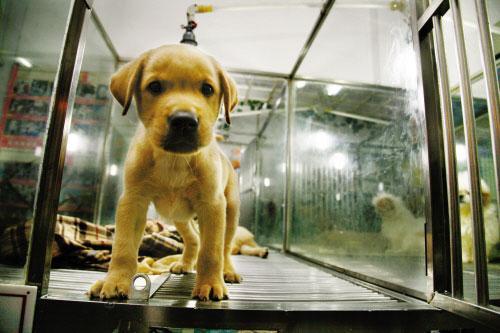 寄养狗狗的方式有哪些？带狗狗回家需要注意什么？