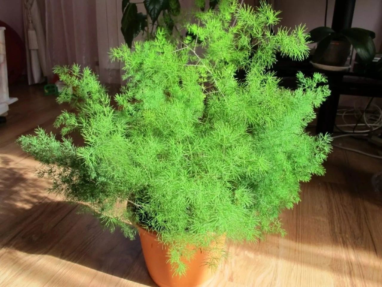 天门冬图片及类型(非常小众的狐尾天门冬盆栽介绍)