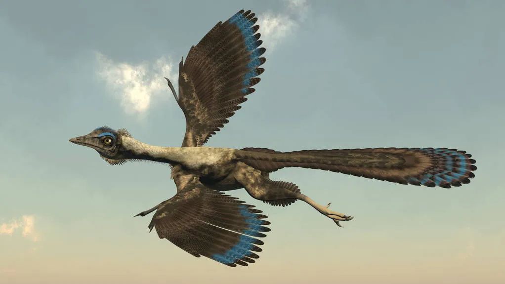 鸟类的祖先是什么（科学家发现最早现生鸟类祖先神奇鸡）