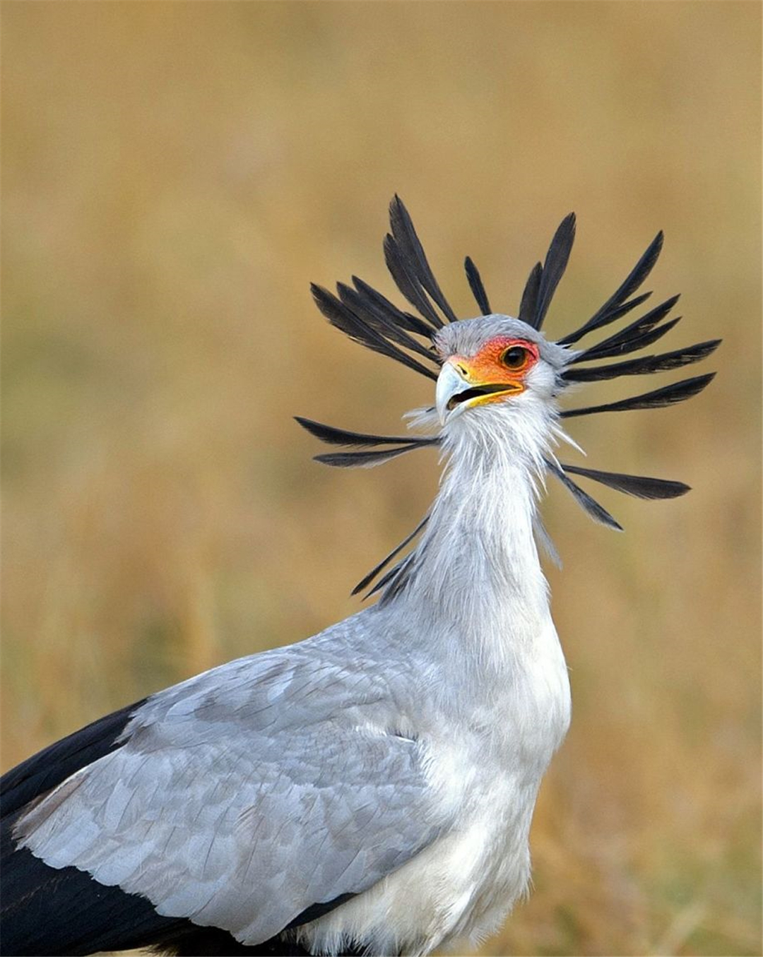 蛇鹫图片(颜值与实力并存的秘书鸟) - 赤虎壹号