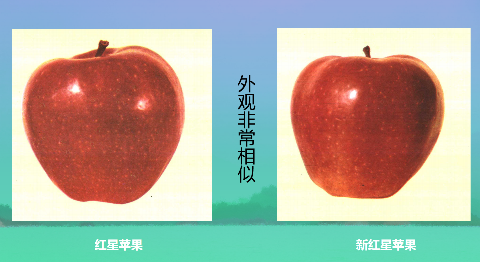 37个知名苹果品种，有的已被淘汰，有的老而弥坚，你认识几个？