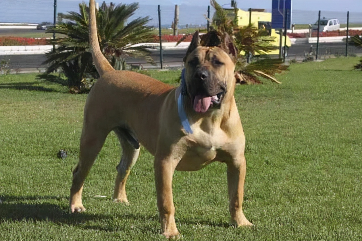 世界上被多国明令禁养的6大凶猛犬种，加纳利犬堪称“杀人犬”