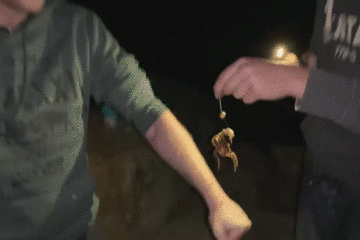 藍環章魚,藍環章魚有多毒