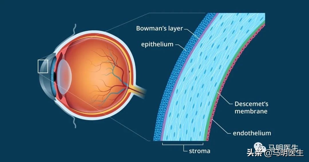 眼光学结构-角膜(cornea)
