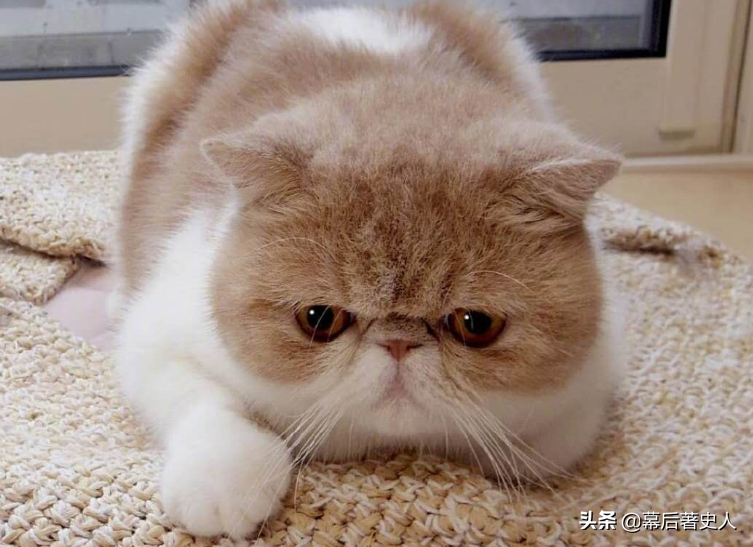 努力十多年都没有获得CFA的认证，中国狸花猫差在哪里？