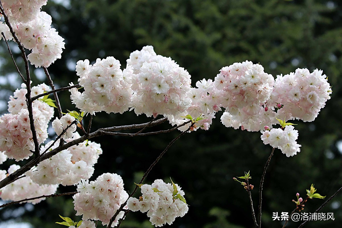 日本樱花文化（内涵揭秘日本樱花文化背后的冷知识）