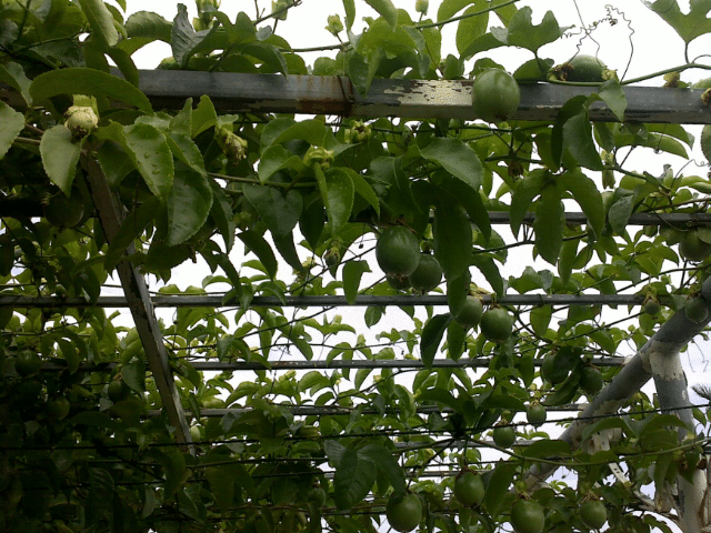 酸甜可口营养的西番莲,几个简单实用种植技术,值得学习