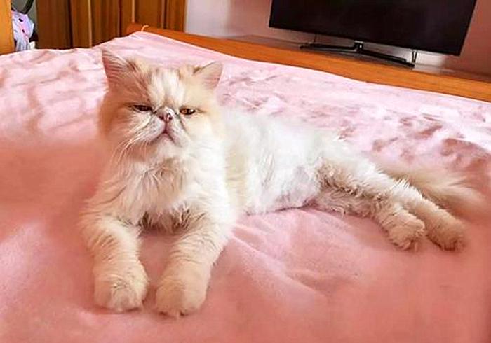 猫咪打呼并非睡眠质量高，还有感染疾病的可能，主人应提高警惕