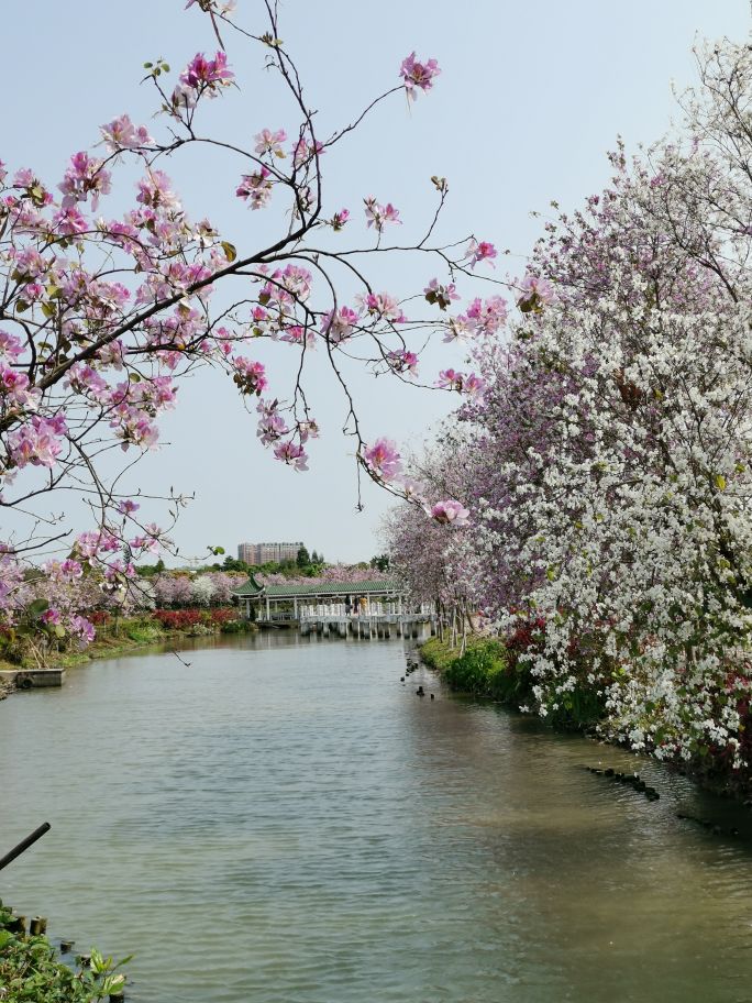 浓烈芬芳  春风十里赏花路  徜徉在广州海珠湿地的花海之中