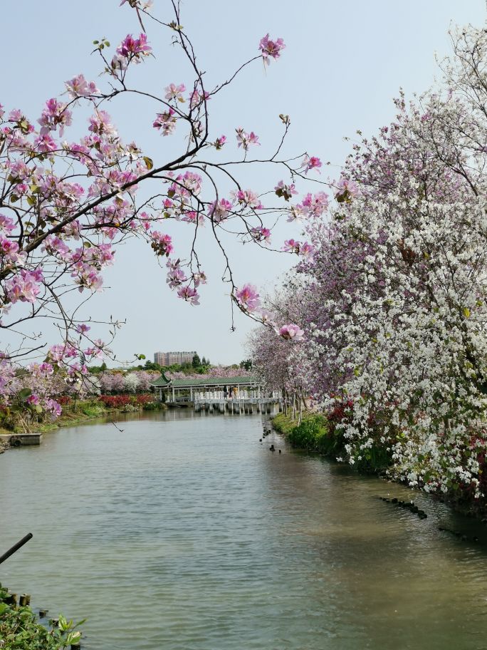 濃烈芬芳 春風十里賞花路 徜徉在廣州海珠溼地的花海之中