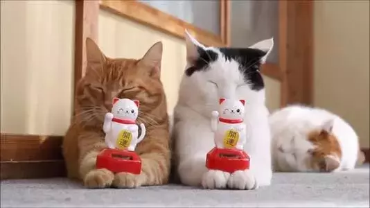 关于招财猫