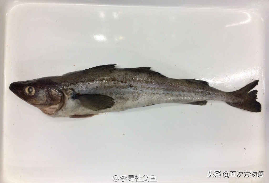 明太鱼是海鱼还是淡水鱼（各种常见鳕鱼简介和食用禁忌）
