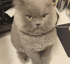 布偶猫丨山猫纹重点色