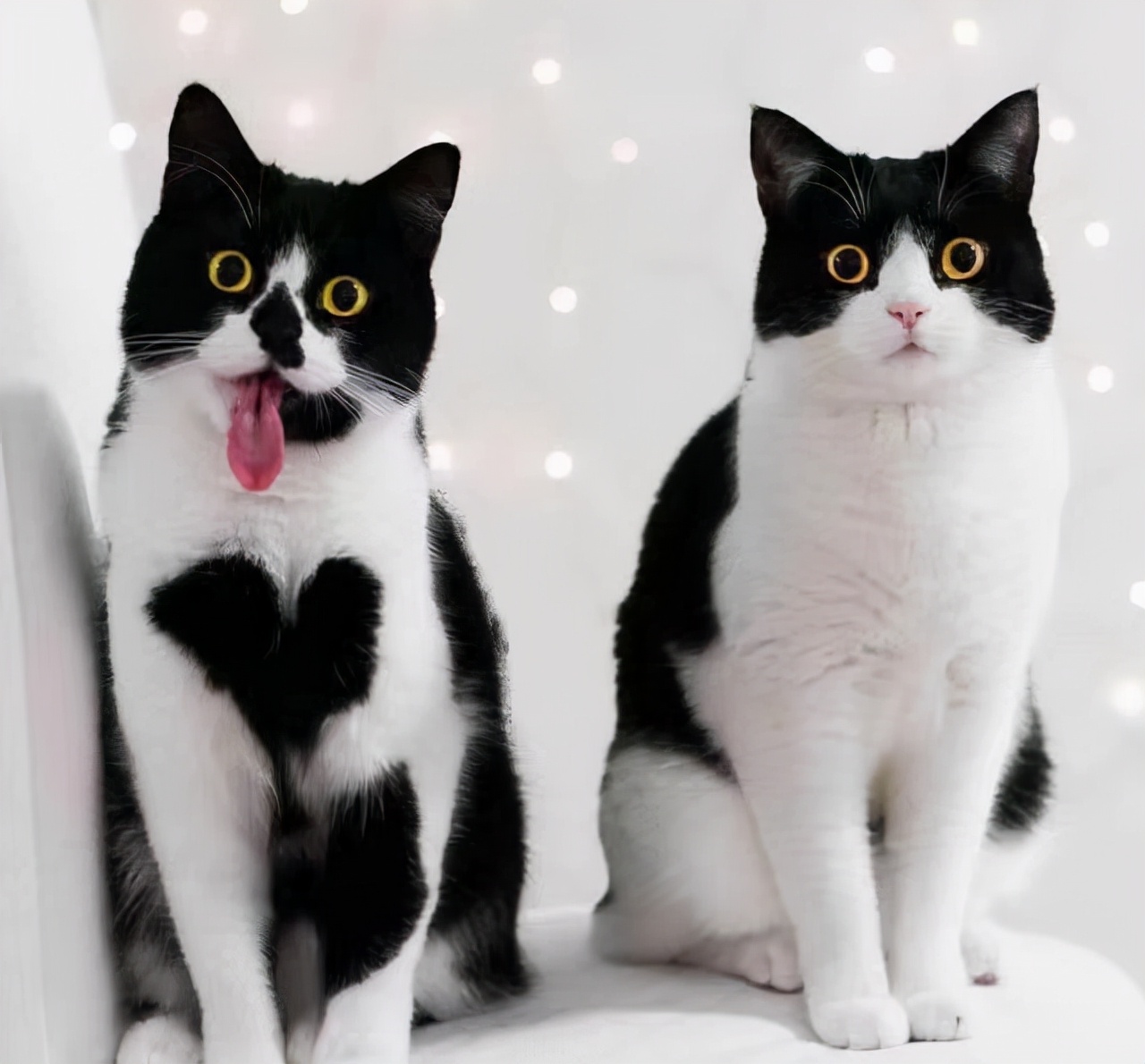 奶牛猫的性格特点（牛奶猫的六个性格特点）