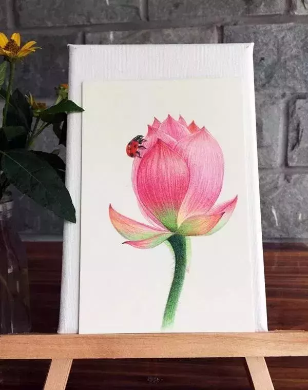 另一种彩铅荷花的简单画法~第一步:用铅笔描出荷花的大致形态,不要太