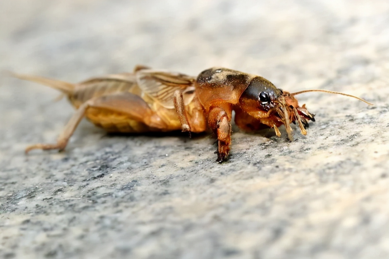 为害庄稼的"土狗子"——蝼蛄