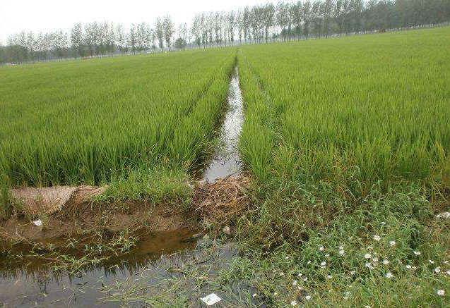 《说文解字》第269课：细说“遂”字