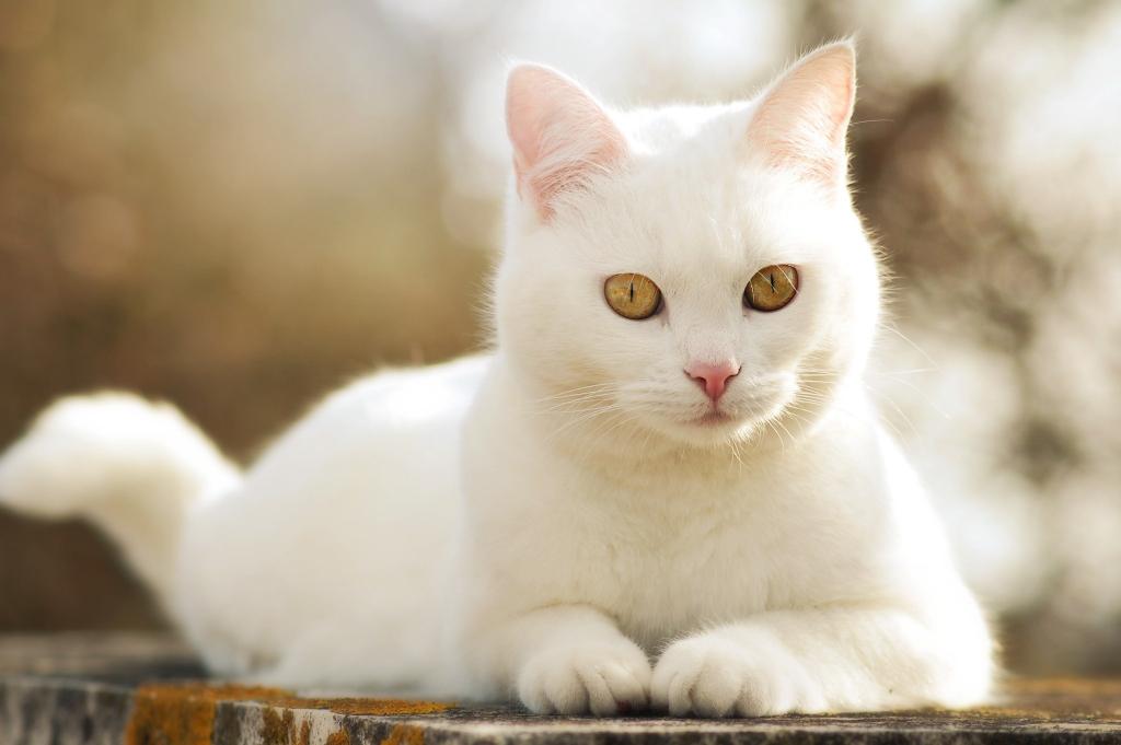 《我是猫》：猫眼中的世界，可叹的人生百态