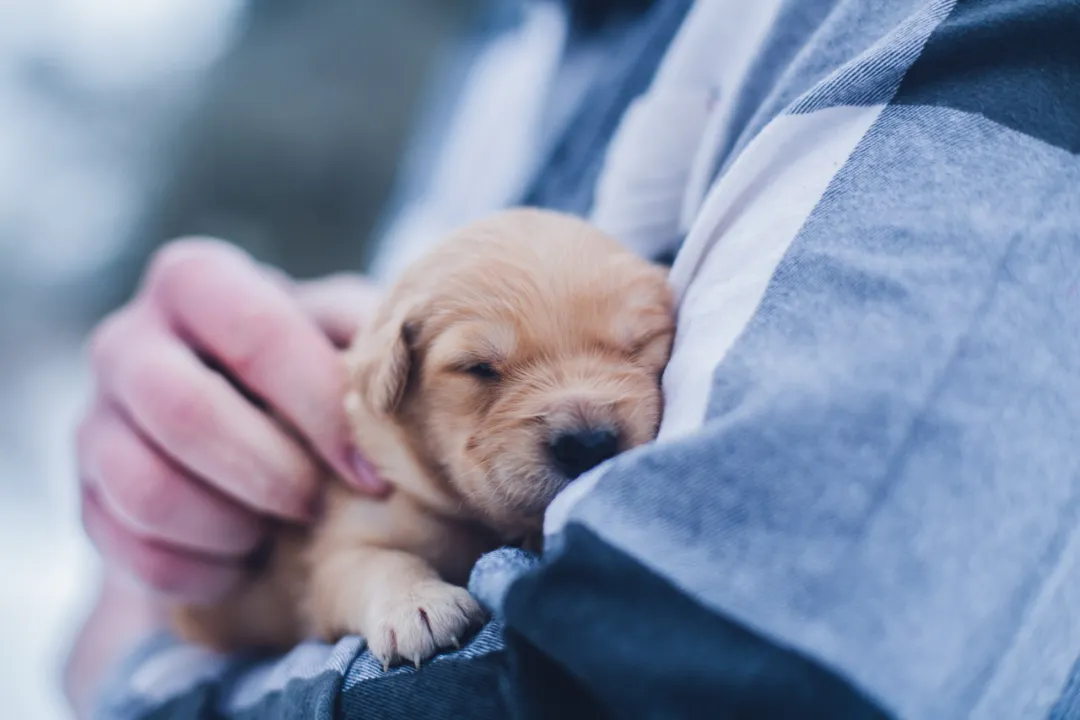 给狗狗免疫有多重要?让宠物医生带你了解传染病-“犬瘟热”