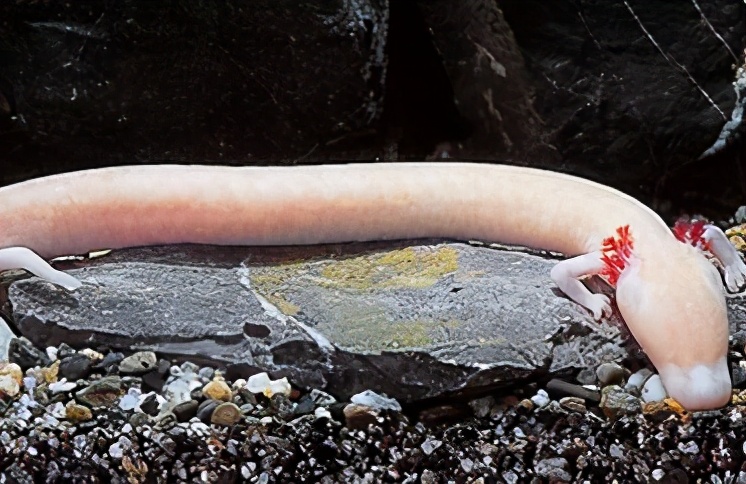 长像最接近龙的动物洞螈，每12年才会交配一次，到底有多“懒”？