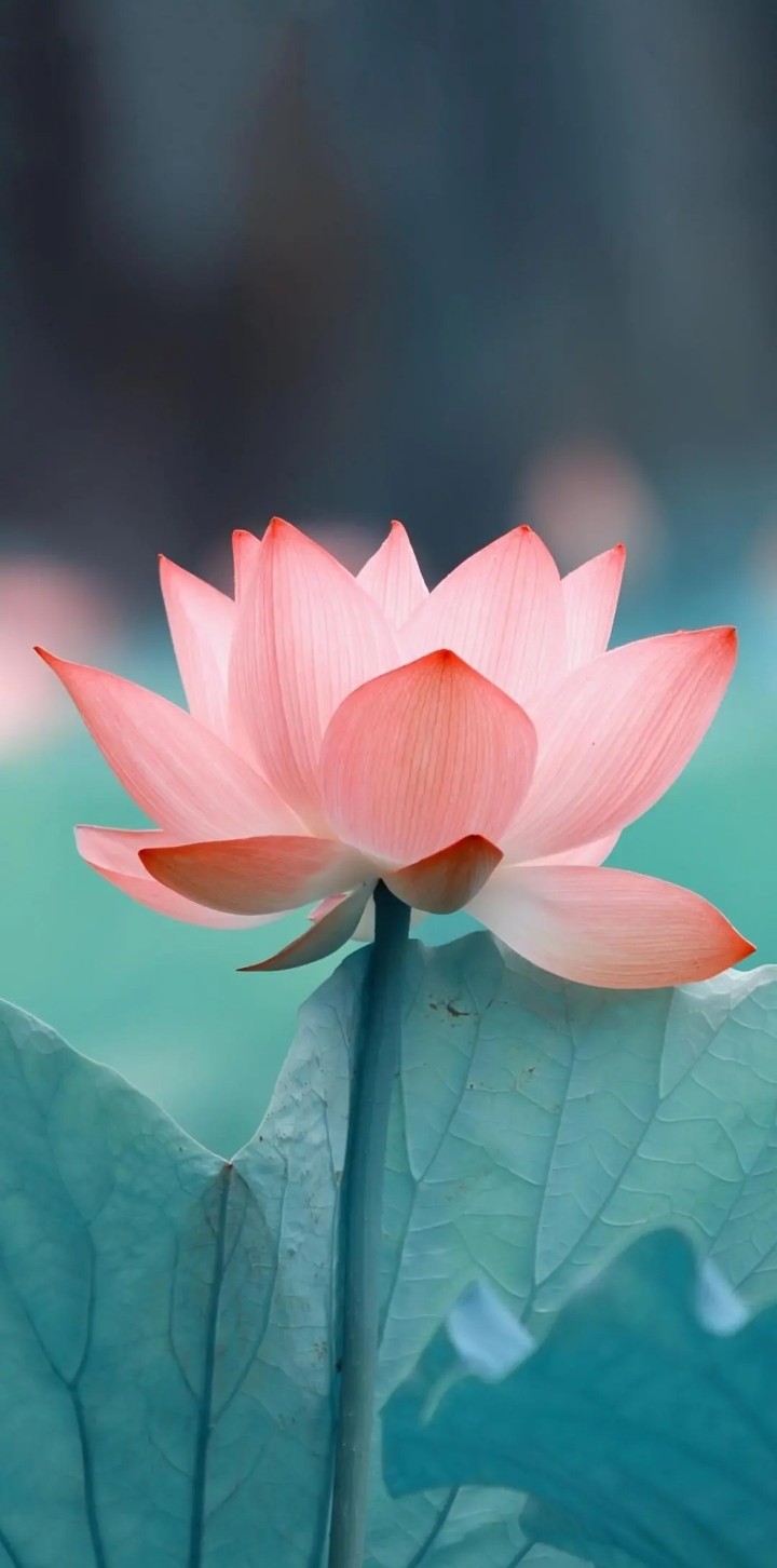 春天文艺小清新句子适合发朋友圈的春天唯美说说3