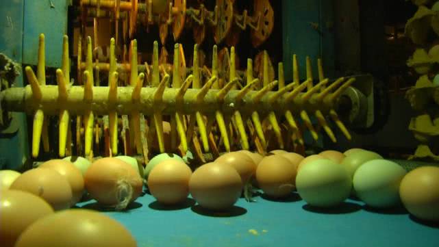 鸡蛋价格“坐火箭”！一箱鸡蛋半月涨20元，零售价破6，批发商直呼火箭上涨让人害怕