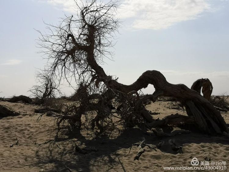 2019西北行｜胡杨：生而千年不死，死而千年不倒，倒而千年不朽