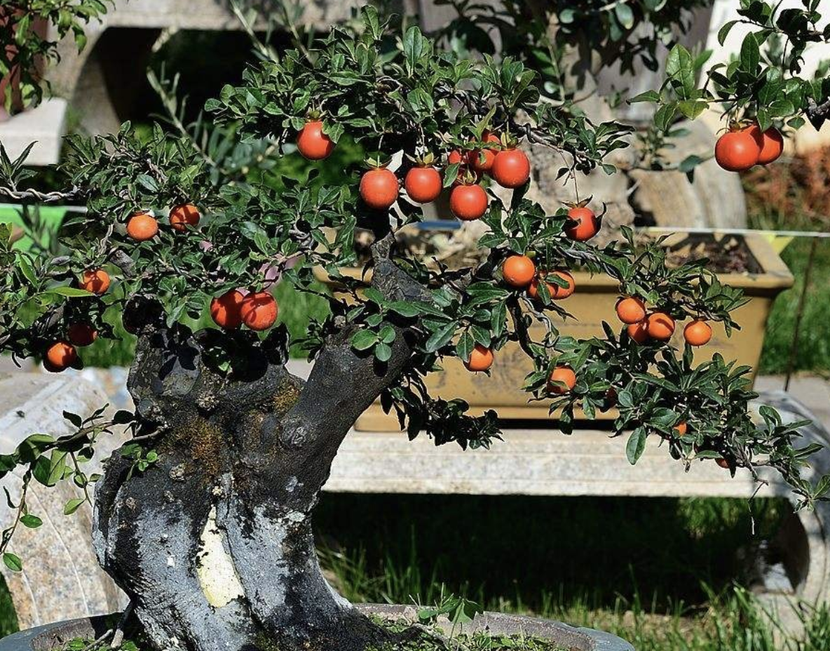 张大妈在家养"金弹子",放阳台"10年",1万1盆也不卖,值钱!