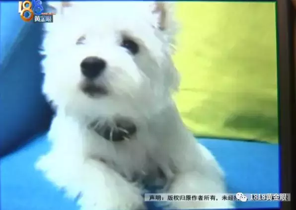 买了公狗收到母狗,卖家说这是“缘分”?