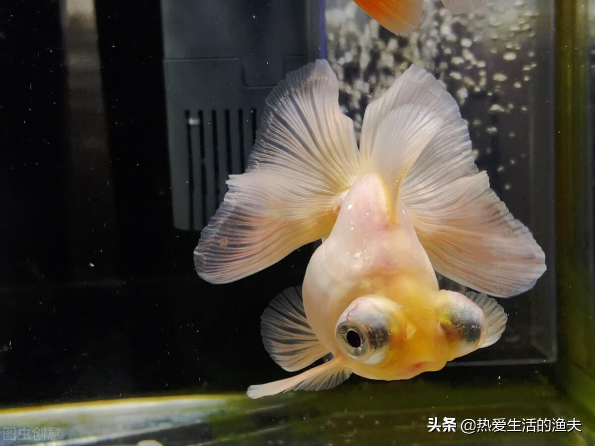 木海,泥盆,陶缸等器皿如何養金魚呢?古法養魚真是讓人豔羨