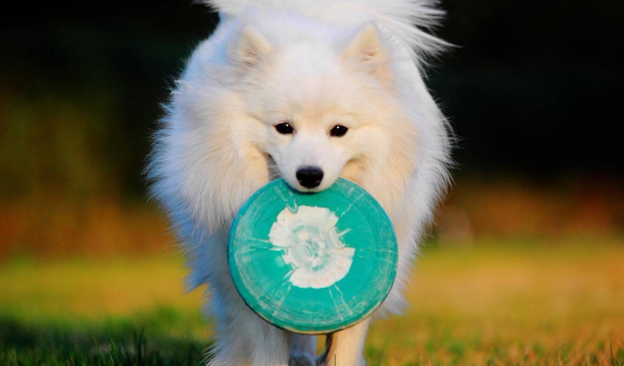 日本银狐犬形态性格介绍,饲养优缺点及市场价格-宠物主人