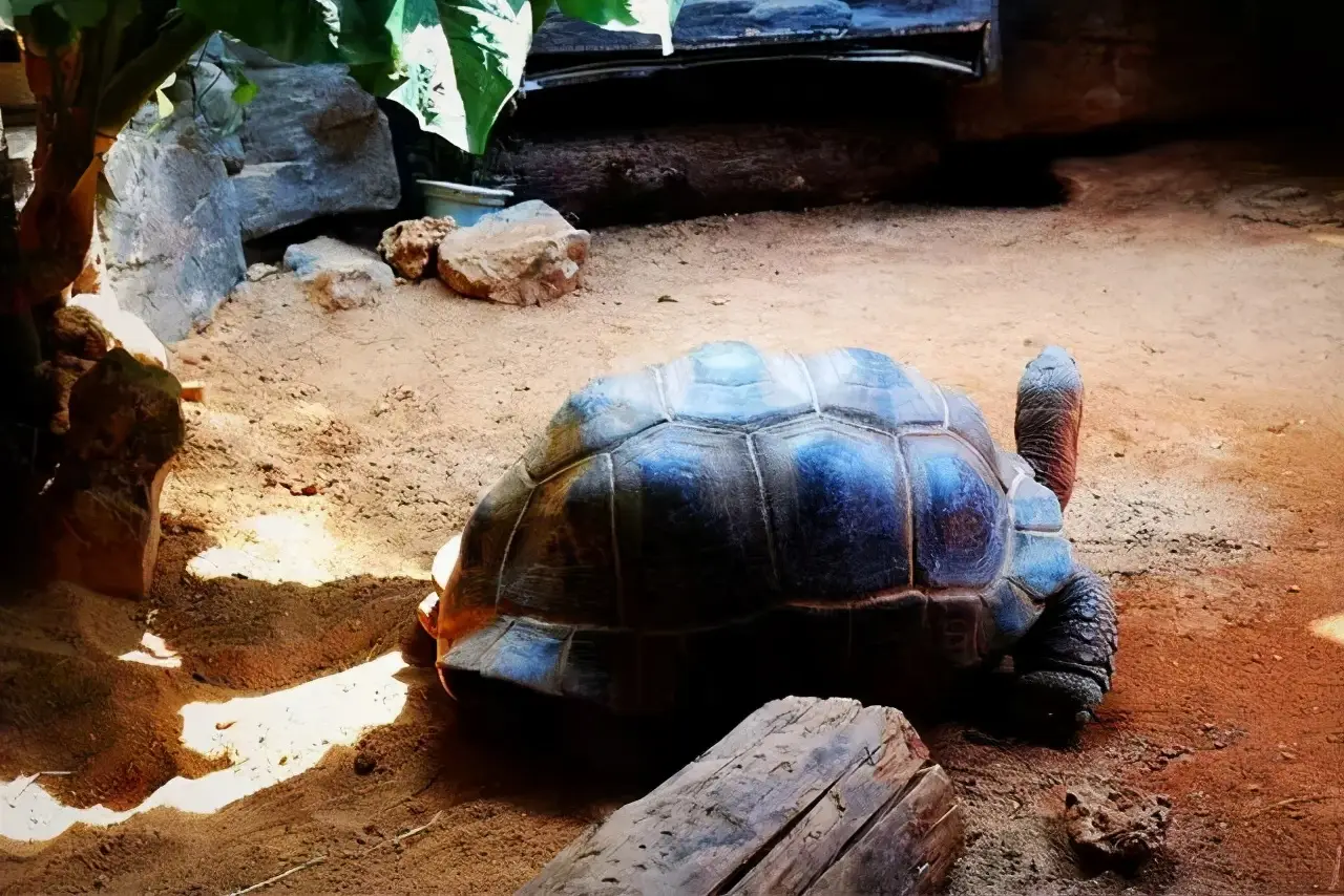 乌龟的种类图片及名称（乌龟的品种图片）