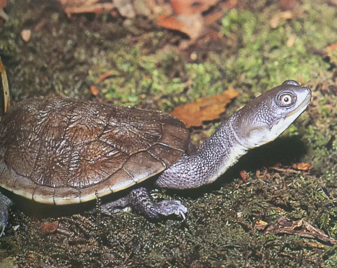 乌龟的种类图片及名称（乌龟的品种图片）