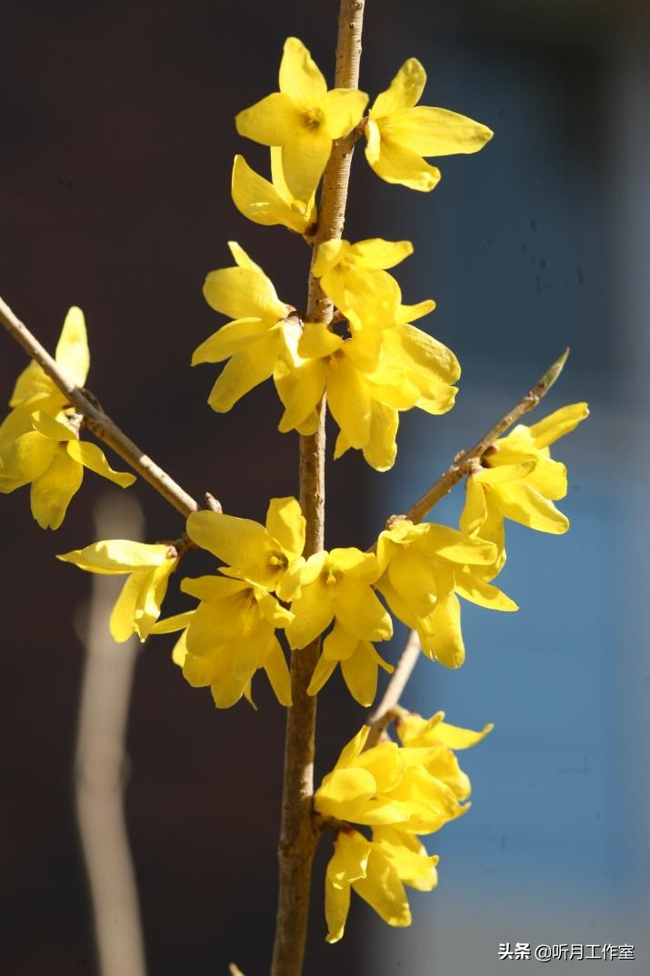 连翘花舞春幽美，淡淡花香惹人醉