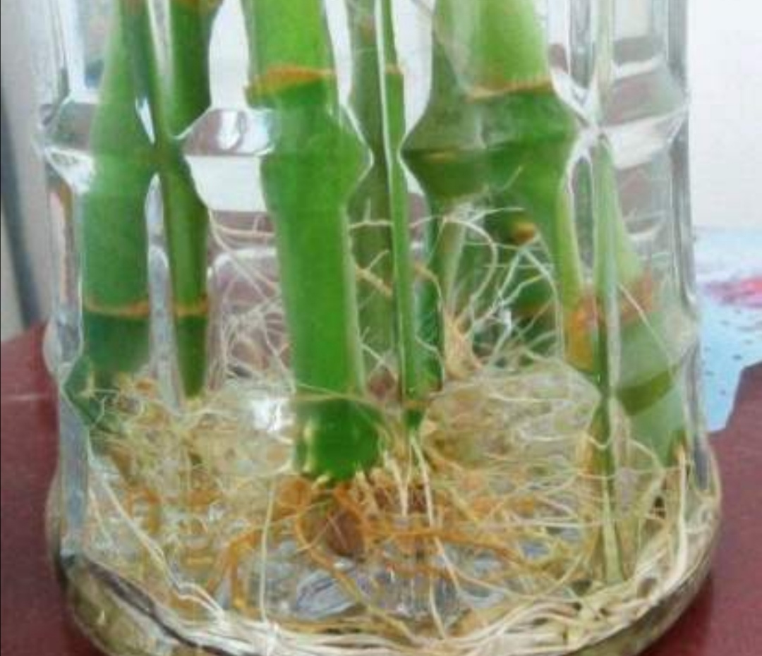 家庭水培富贵竹，常出现黄叶现象，该如何来解决？