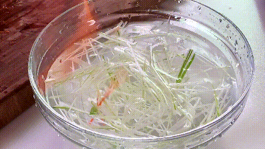 清蒸桂魚的做法視頻,清蒸桂魚的家常做法 清蒸桂魚的做法視頻