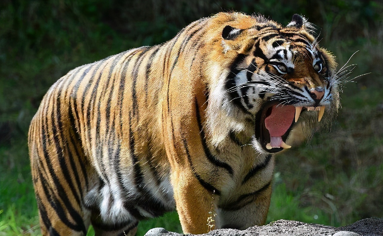 老虎的尾巴有什么作用(铁汉没有柔情) - 行就行