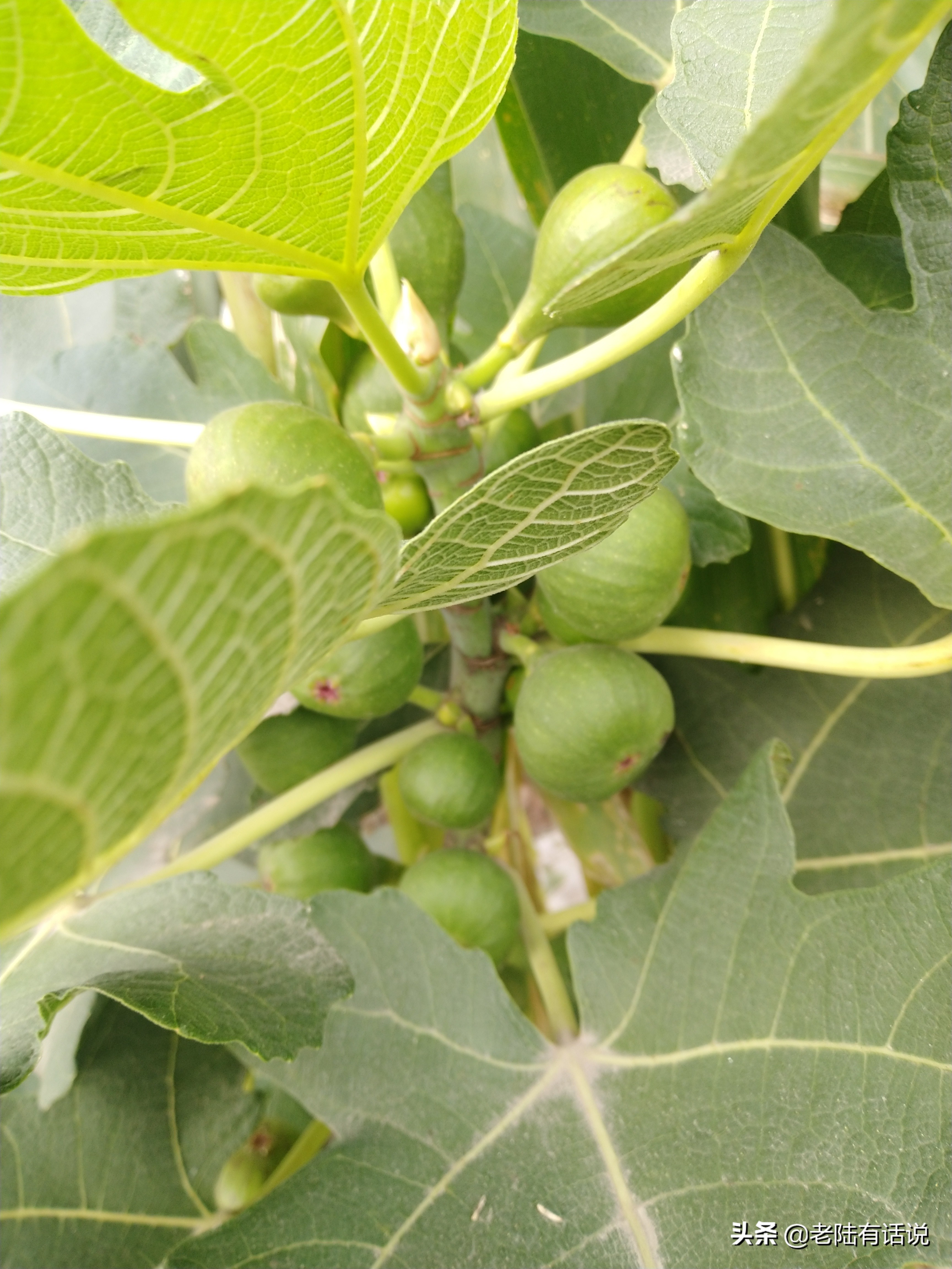 我的城市小菜园，我的田园之梦，金秋收获绿色食品