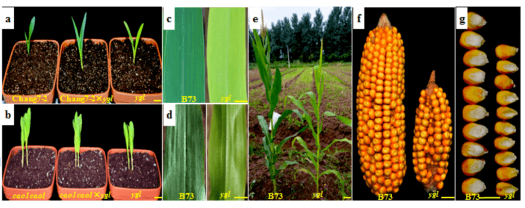 长江大学园艺园林学院（瞩目）