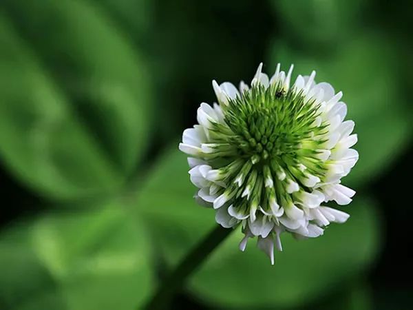 白花车轴草是三叶草吗（白三叶草植物的习性特征）