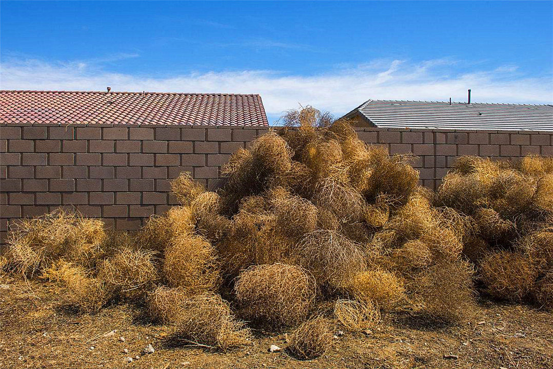 风滚草在美国泛滥成灾,堵公路埋房子,为何在我国很难长大?