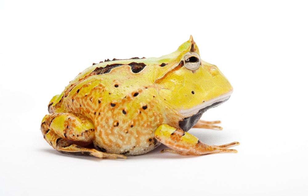 动物智慧每周一探 | 黄金角蛙,善用皮肤呼吸度冬日